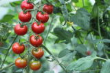 無農薬の中玉トマトセット