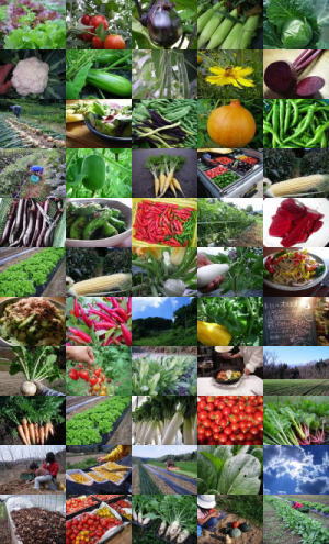 �L�@��؂����T���̕���